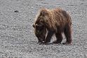 122 Turnagain Arm, Bruine Beer